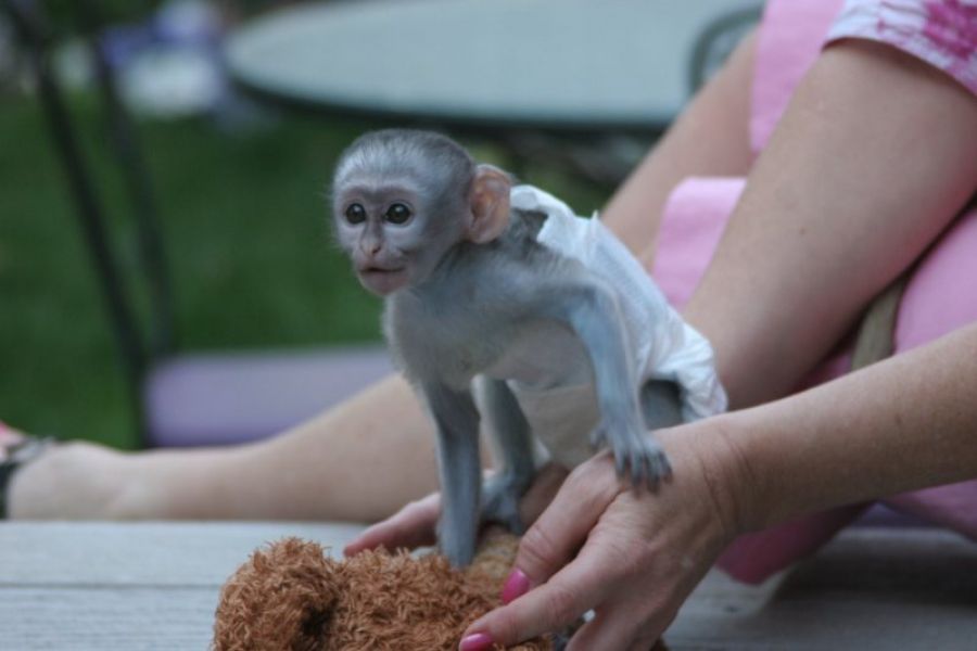   A Donner Adorable singe femelle de type Capucin Tricolore