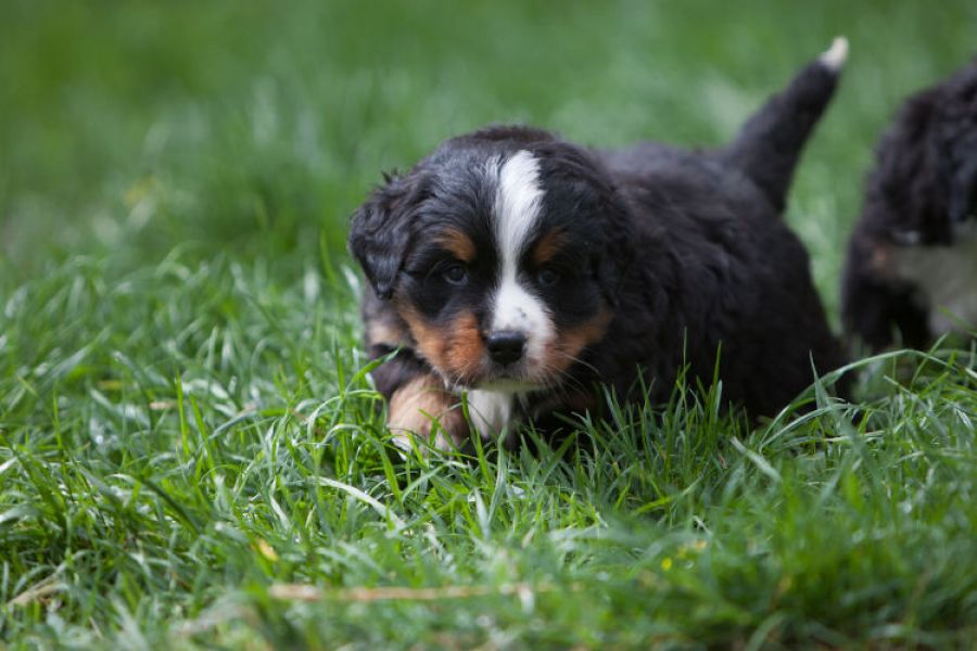 Splendide Chiots Bouvier Bernois Lof