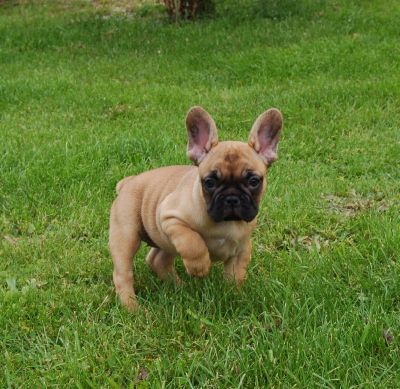 impecable chiots bouledogue francais disponible