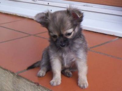 chiots chihuahua disponible a donner