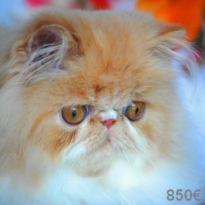 Superbes Persans Loof***