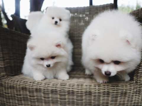 Superbe chiots spitz nain disponible de suite 