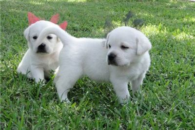 2 toutou de race labrador retriever à donner gratuitement