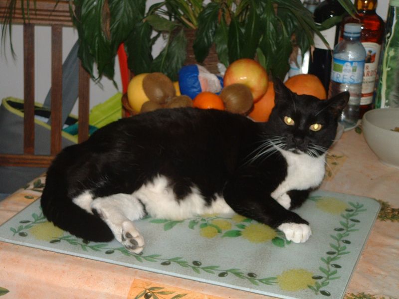 Donne chatons et chats adultes