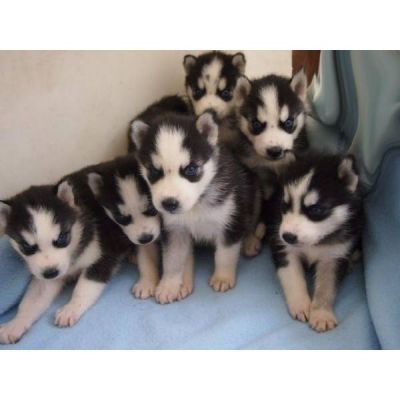 Magnifiques chiots husky siberien LOF