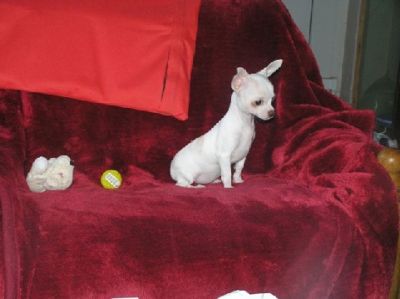 adorable chiots chihuahua non lof