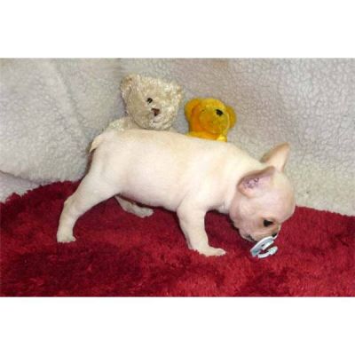 chiot bouledogue français à donner 