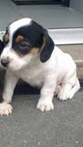 Chiot mâle jack russel Lof