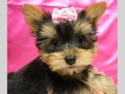  belles tasse de thé Yorkshire terrier pour adoption