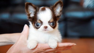 Magnifique bebe chihuahua petit taille  (500euro)