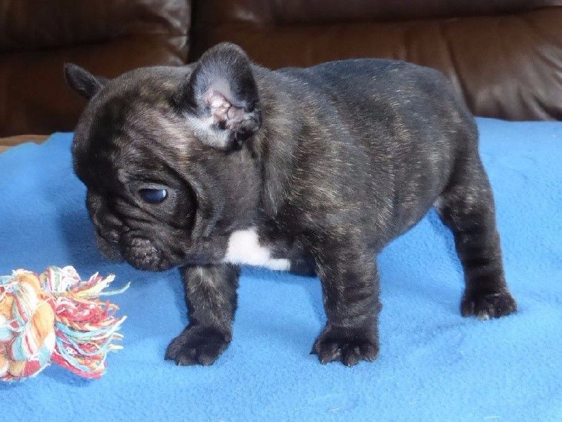 A DONNER chiot type Bouledogue français femelle