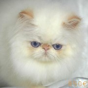 Magnifiques BB Persan.loof***.