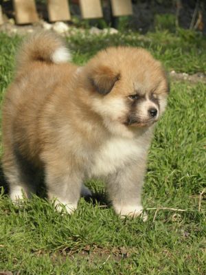 vends chiots akita inu