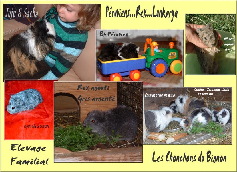 Lapins nains  et cochons d'inde pure race élevés en famille