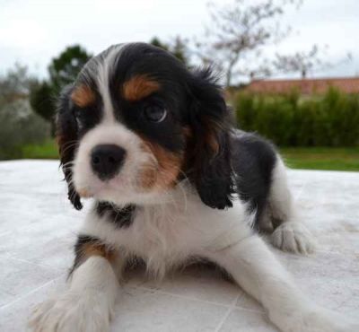 Adorables chiots type Cavalier King Charles tricolore male et femelle