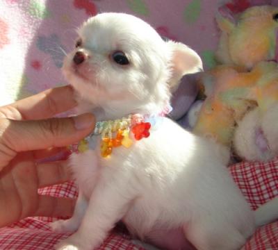 Don de ma Superbe femelle chiot chiwawa