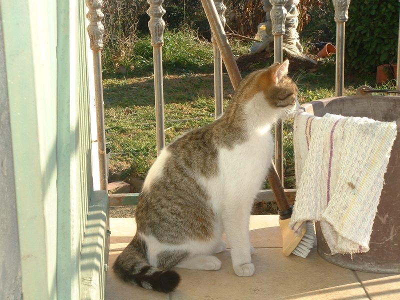 Donne chatons et chats adultes