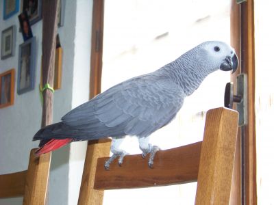 bébé perroquet gris du gabon