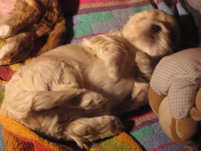 7 bébés lhassa apso disponibles DE SUITE (mai 2011)