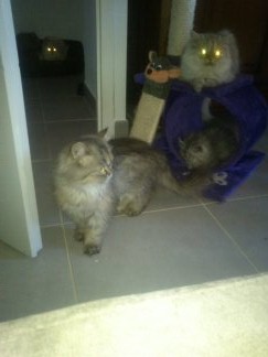  CHATS DE NOËL! JOLIS PERSANS, PRIX RAISONNABLE