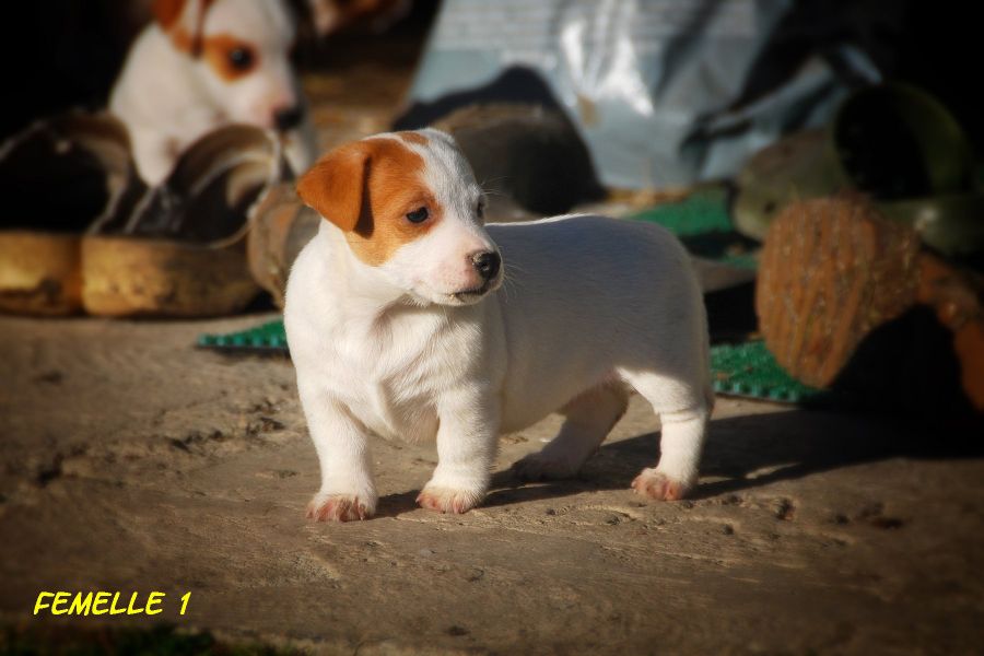 Chiots Jack Russell de petites tailles