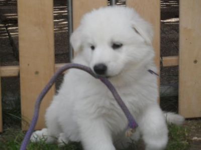 Superbes chiots type BERGER BLANC SUISSE à donner.