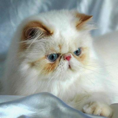 Bébés Persans Loof***