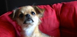 Chihuahua poils long LOF