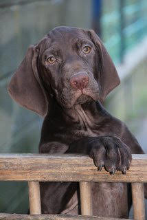 Chiots braque Allemand à réserver