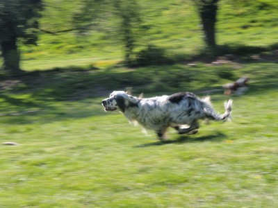 Vends 7 chiots Setter Anglais LOF nés le 29 septembre 2011