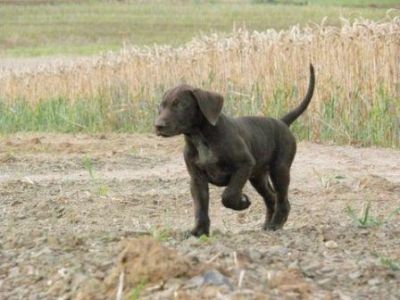 Chiots braques Allemand à réserver
