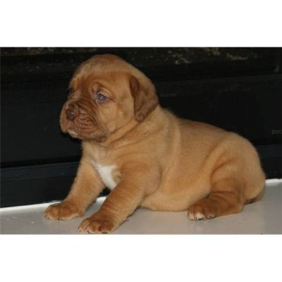 Disponible de suite chiot dogue de bordeaux à donner contre bons soins