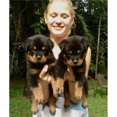 2 chiots rottweiller à donner contre soins