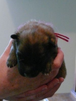 Chiots Berger Belge Tervueren