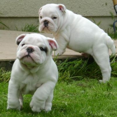 2 magnifiques chiots bulldog anglais.1 mâle, 1 femelles a donner