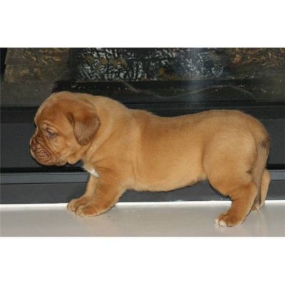Disponible de suite chiot dogue de bordeaux à donner contre bons soins