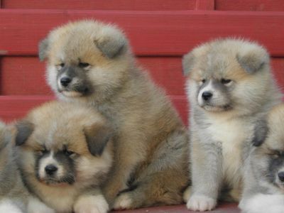 vends chiots akita inu