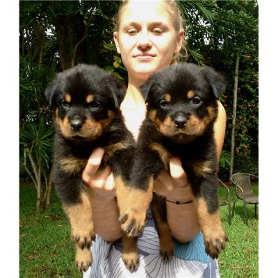 2 chiots rottweiller à donner contre soins