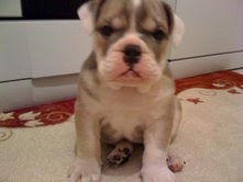 chiot type bouledogue anglais mâle