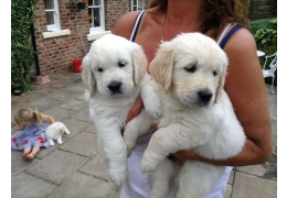 Chiots adorables Golden Retriever