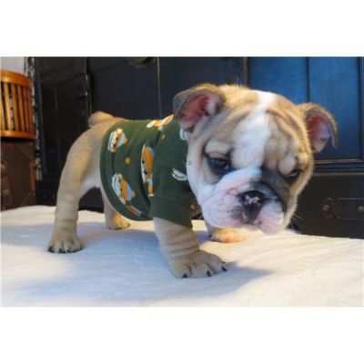 2 chiots bouledogue anglais à donner de toute urgence