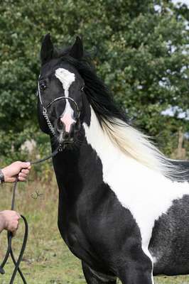 Etalon pintabian proposer pour saillies