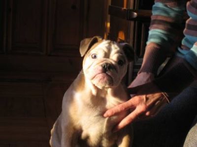 Magnifique bouledogue anglais LOF