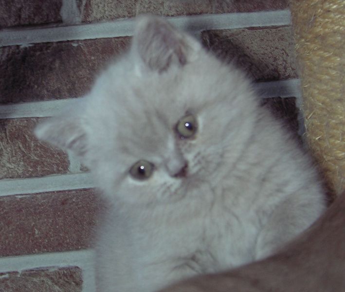 Femelle British Lilas