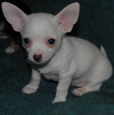 Tres jolies chiots chihuahua a donner contre bon soin