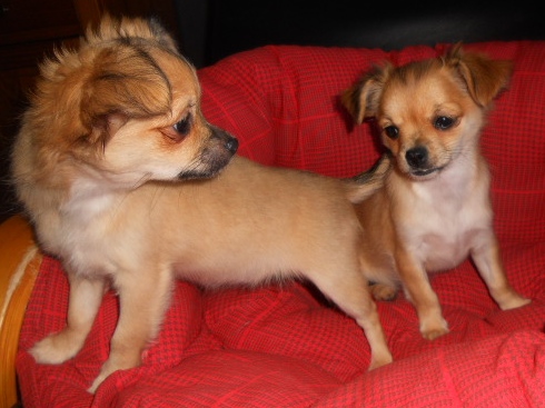 Chihuahua poils long LOF