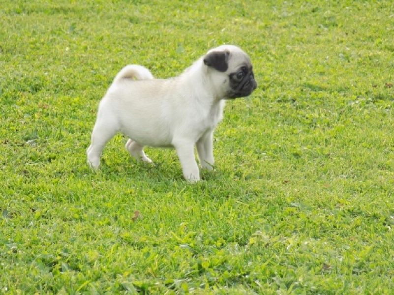 Adorable Chiot type carlin femelle A donner