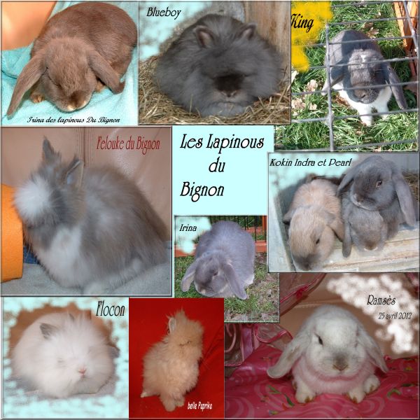 Lapins nains  et cochons d'inde pure race élevés en famille