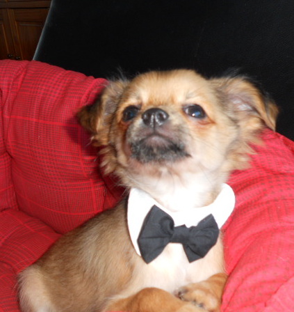 Chihuahua poils long LOF