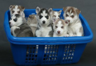 Chiots Husky Siberien Pour Adoption De Suite